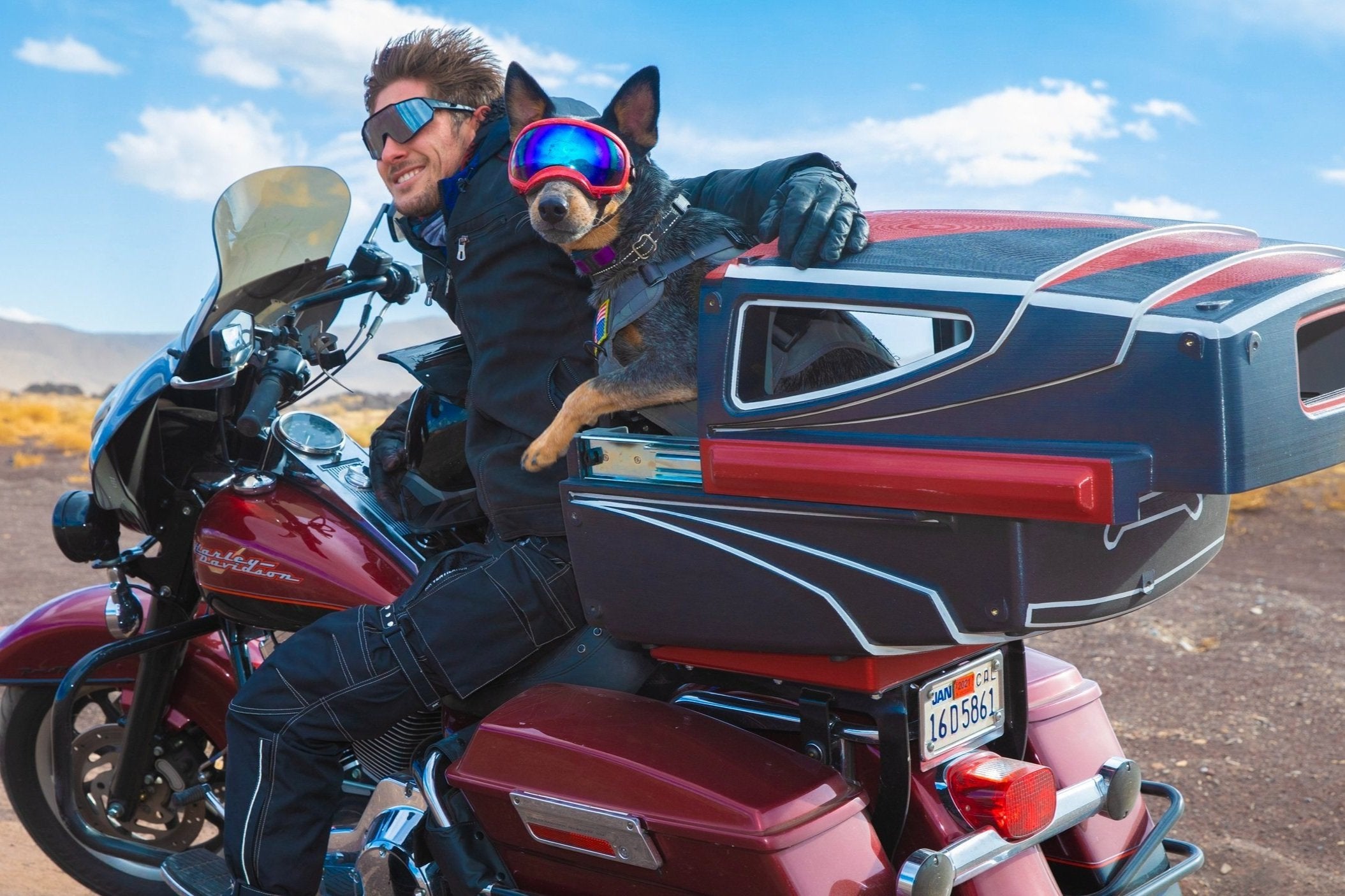 Dog carriers for motorbikes best sale